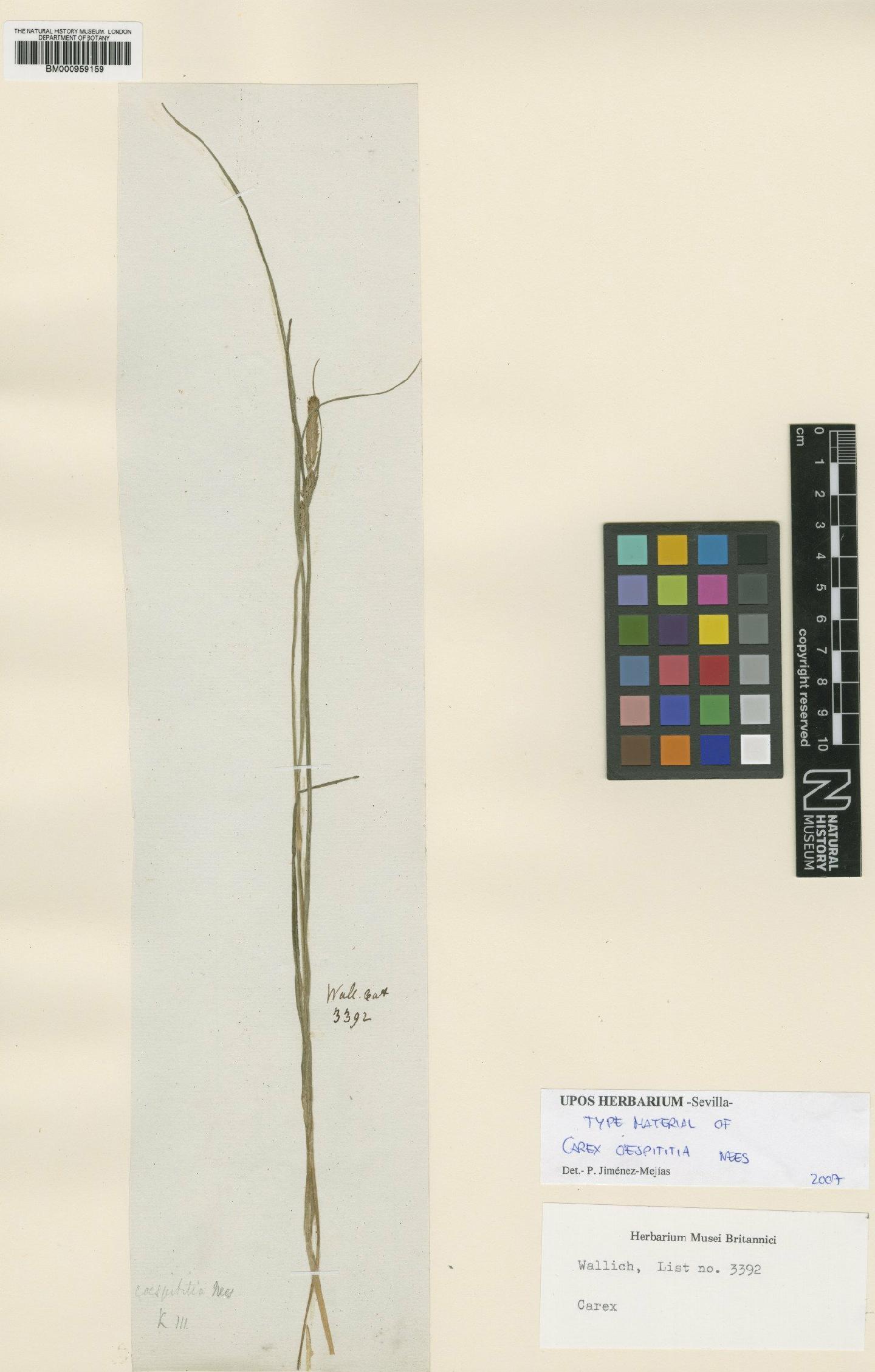 To the Natural History Museum, London (Carex emodorum Spreng. BM000959159 type 1)