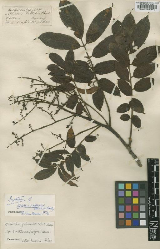 Meliosma pinnata subsp. arnottiana (Wight) Beusekom - BM000521945