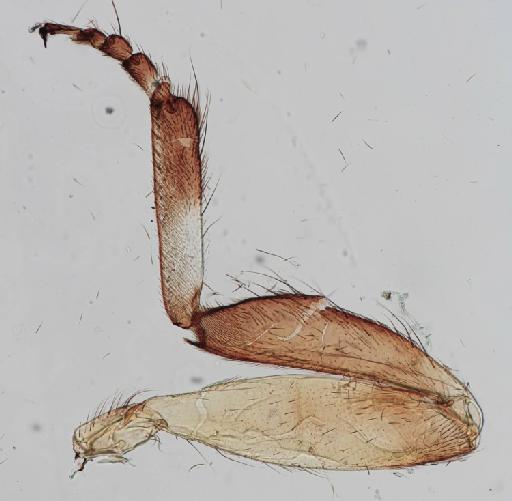 Simulium (Trichodagmia) tarsale species group Tarsatum Williston, 1896 - 010195843_S_tarsale_Lectotype_female_leg