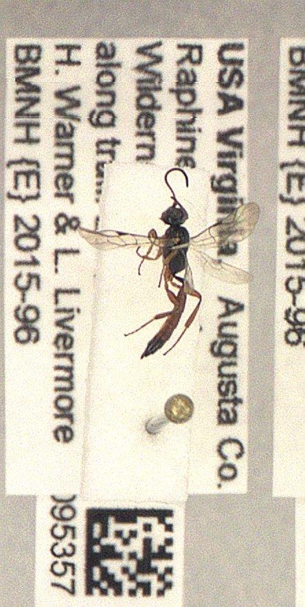 Ichneumonidae - Ichneumonidae 010095357