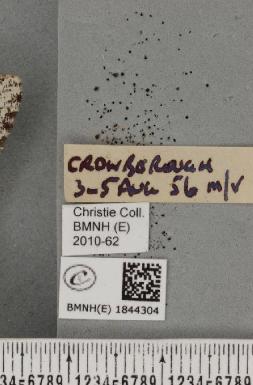 Biston betularia (Linnaeus, 1758) - BMNHE_1844304_label_434748