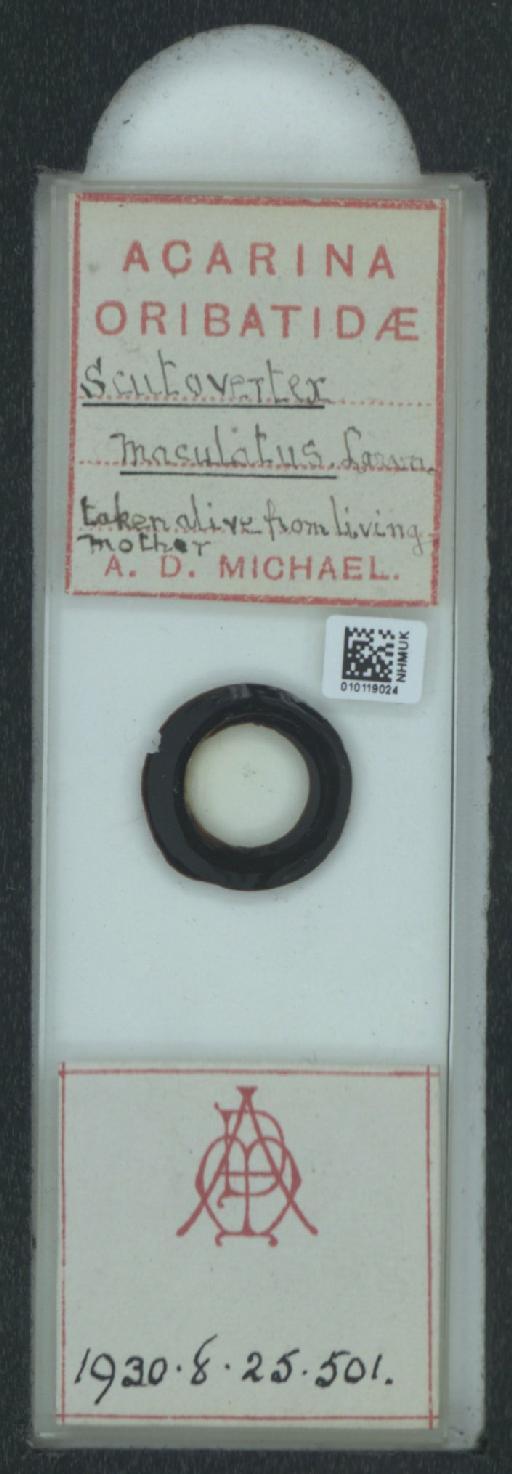Scutovertex maculatus A.D. Michael, 1882 - 010119024_128156_1585179