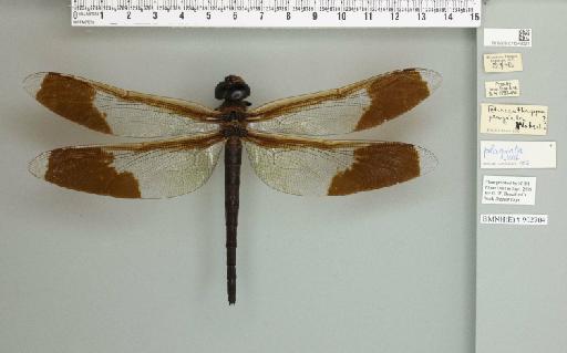 Tetracanthagyna plagiata (Waterhouse, 1877) - 011249621_76381_1257244_2