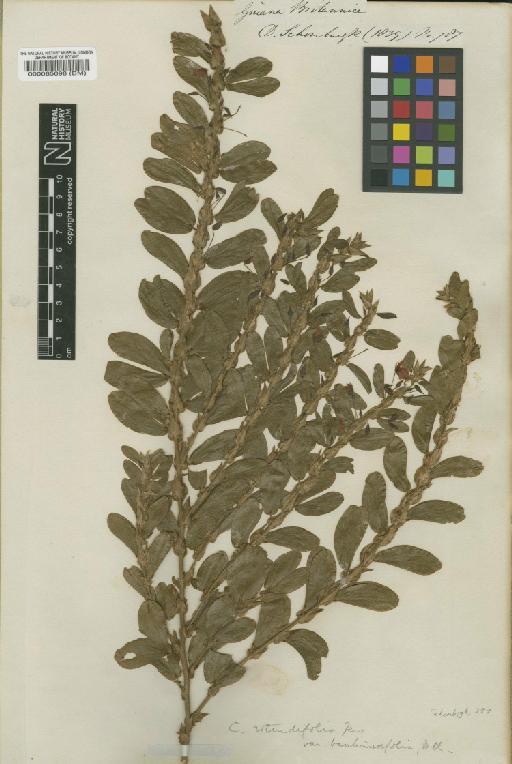 Chamaecrista rotundifolia var. grandiflora (Benth.) H.S.Irwin & Barneby - BM000065098