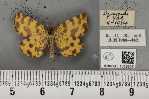 Pseudopanthera macularia (Linnaeus, 1758) - BMNHE_1859805_430142