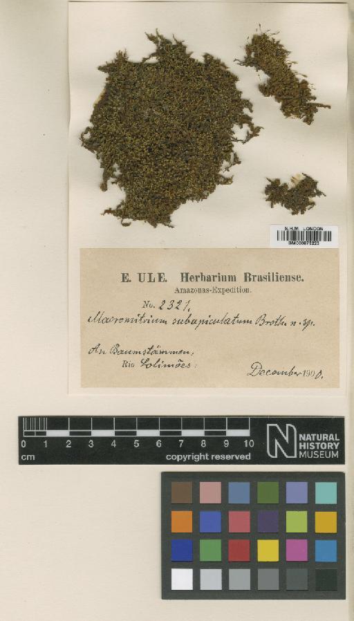 Macromitrium subapiculatum Broth. - BM000873223_a