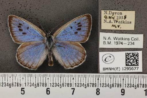 Maculinea arion eutyphron (Fruhstorfer, 1915) - BMNHE_1295677_133460