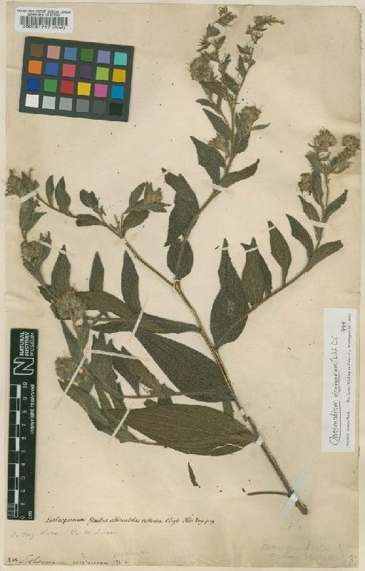 Lithospermum virginianum L. - BM000051717