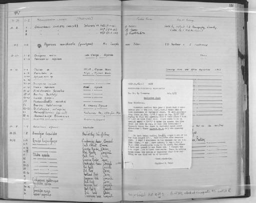 Aphyosemion sp - Zoology Accessions Register: Fishes: 1961 - 1971: page 136