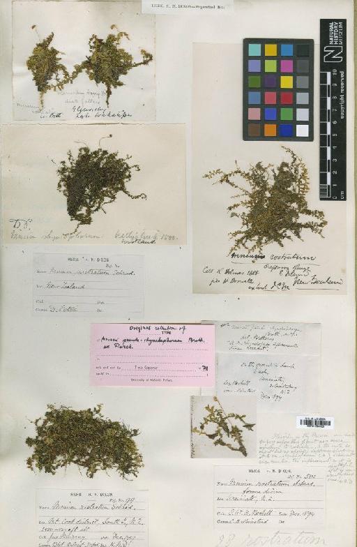 Plagiomnium rostratum (Schrad.) T.J.Kop. - BM001086832_a