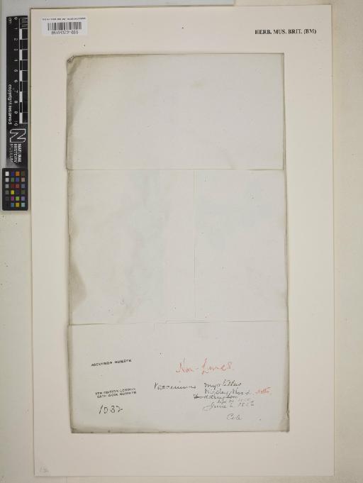Vaccinium myrtillus L. - BM013721659_packet