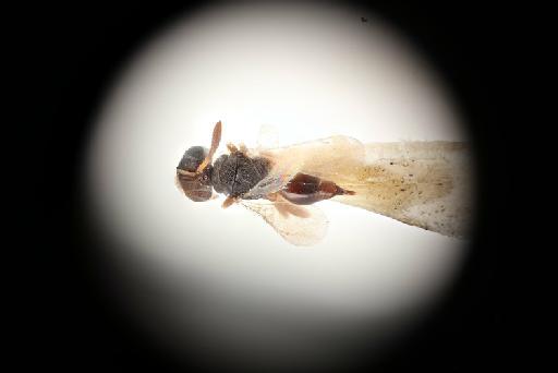 Netomocera africana Hedqvist, 1971 - 013457808_Netomocera_africana_HT-F-5-2256_hab-dors-x-100