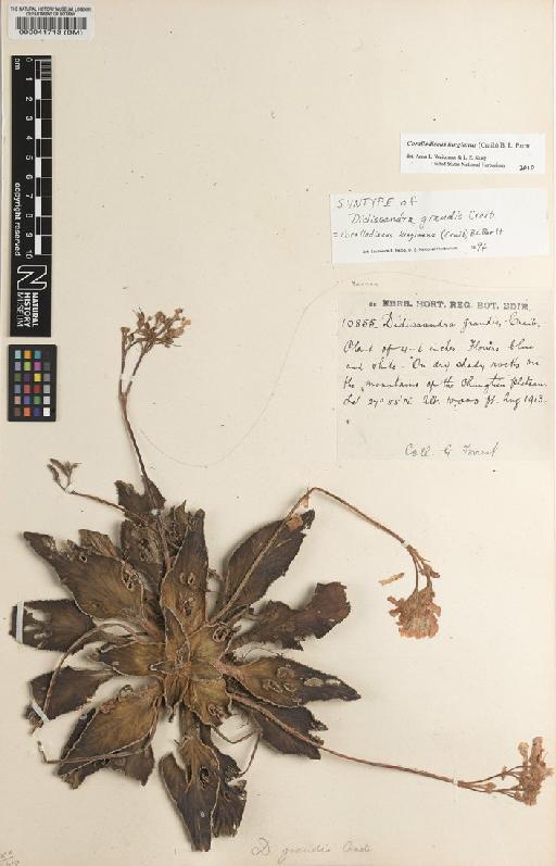 Corallodiscus kingianus (Craib) B.L.Burtt - BM000041713