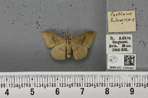 Idaea degeneraria (Hübner, 1799) - BMNHE_1596867_298659