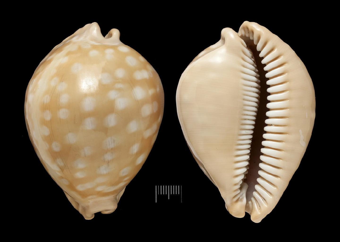 To NHMUK collection (Cypraea leucodon Broderip, 1828; HOLOTYPE; NHMUK:ecatalogue:5954754)