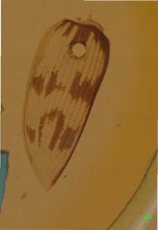 Omophron (Phrator) variegatum Olivier, 1811 - 010133955___11