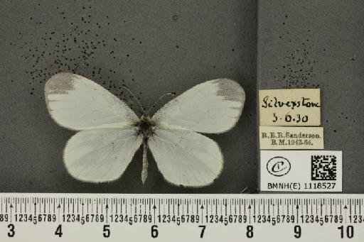 Leptidea sinapis sinapis Linnaeus, 1758 - BMNHE_1118527_73365