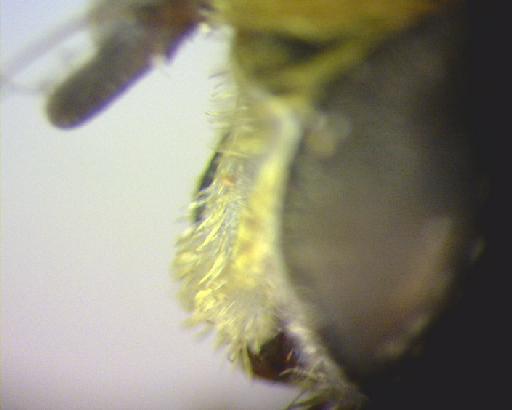 Quichuana angustiventris (Macquart, 1855) - Quichuana angustiventris LT face lateral