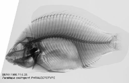 Paratilapia codringtonii Boulenger, 1908 - BMNH 1908.11.6.33, PARALECTOTYPE, Paratilapia codringtonii Radiograph