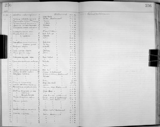 Oenanthe lugubris boscaweni - Zoology Accessions Register: Aves (Skins): 1929 -1932: page 256
