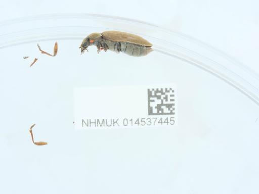 Dascillus cervinus (Linnaeus, 1758) - 014537445_1