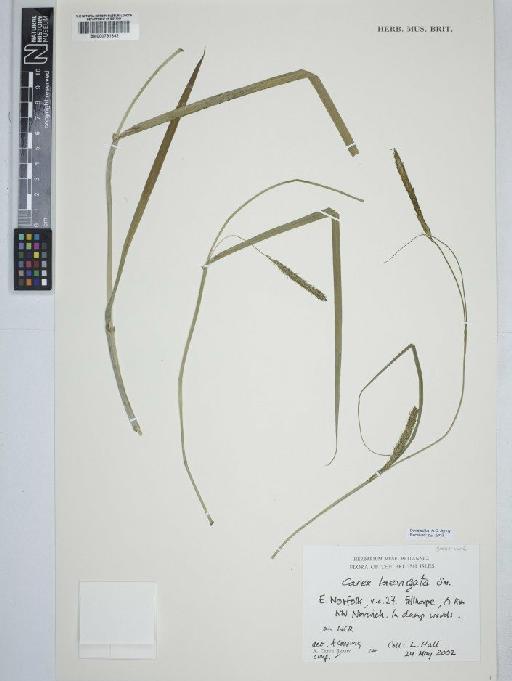 Carex laevigata Sm. - BM000791842  C
