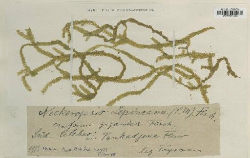 Neckeropsis lepineana (Mont.) M.Fleisch. - BM000987982
