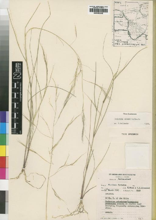 Aristida wildii Melderis - BM000922928