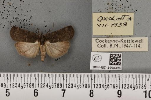 Nycteola revayana ab. nigricans Sheldon, 1919 - BMNHE_1698394_295390