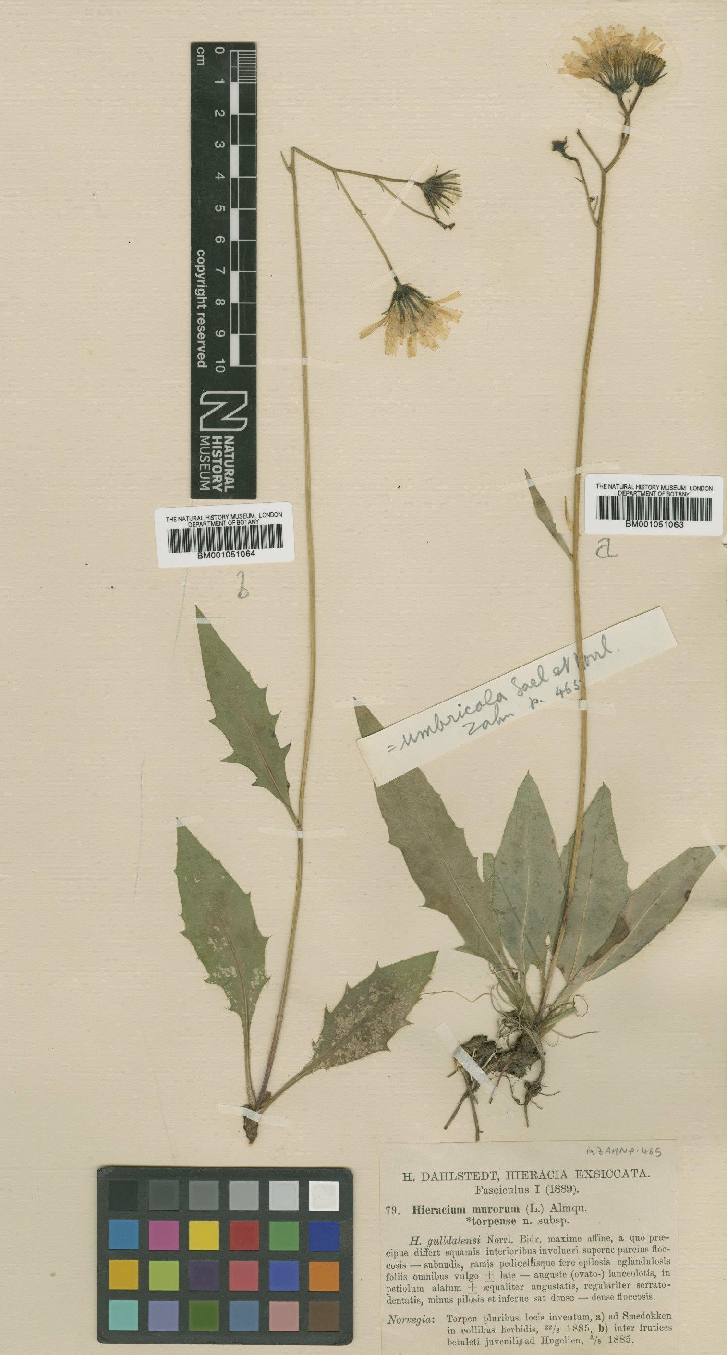 To NHMUK collection (Hieracium subramosum Lönnr.; TYPE; NHMUK:ecatalogue:2421040)