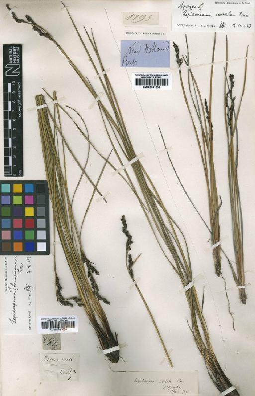 Lepidosperma costale Nees - BM000991096