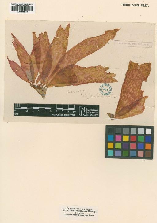 Palmaria palmata (L.) F.Weber & D.Mohr - BM000905995