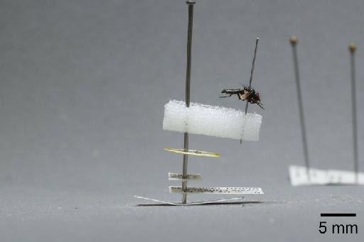 Fannia coracula Collin, 1958 - 013422222_lateral