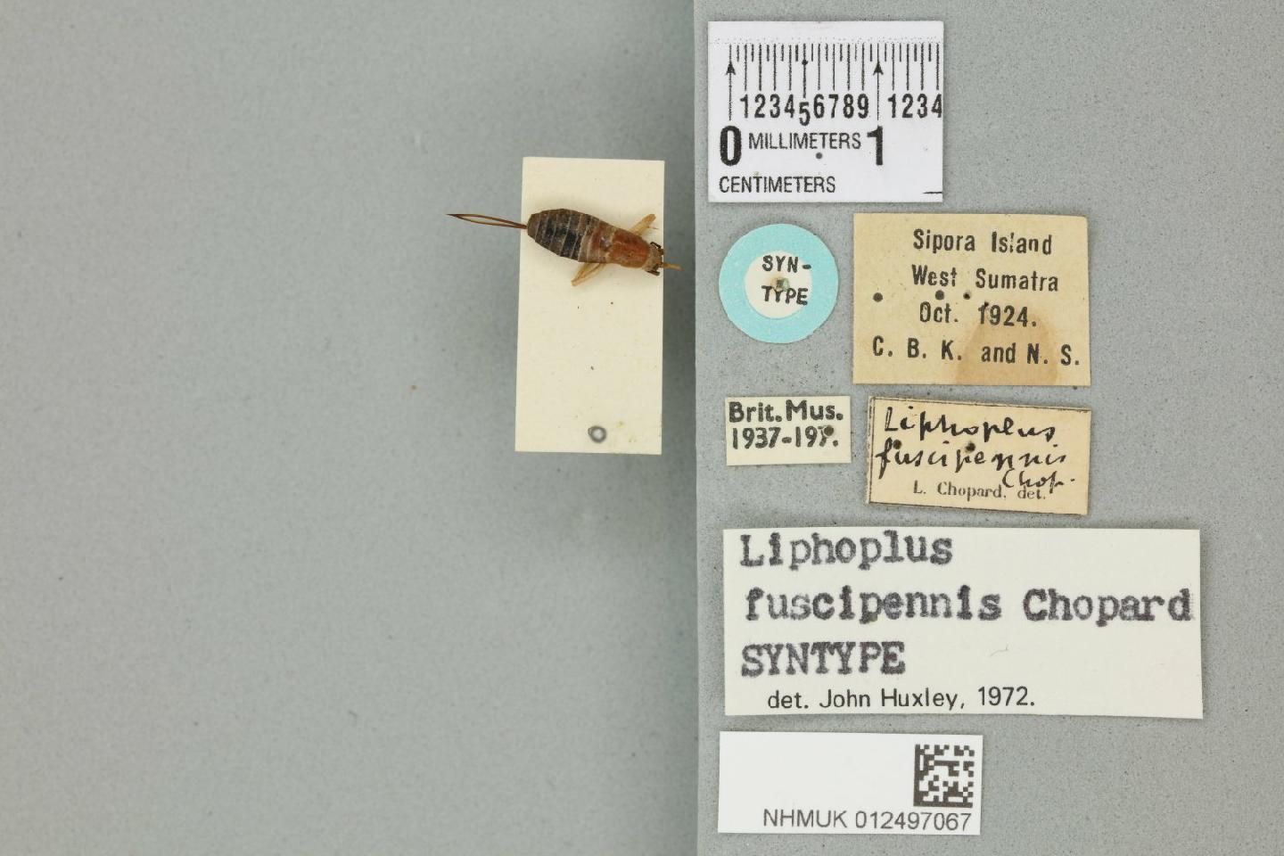 Ornebius fuscipennis