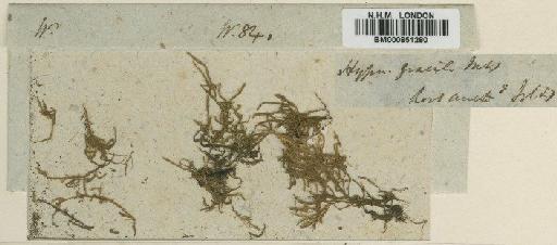 Fallaciella gracilis (Hook.f. & Wilson) H.A.Crum - BM000851280