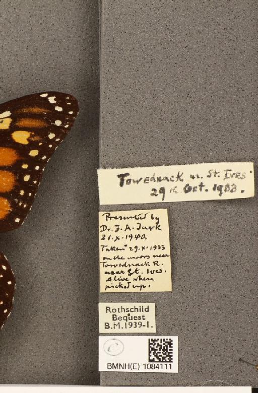Danaus plexippus (Linnaeus, 1758) - BMNHE_1084111_label_53270