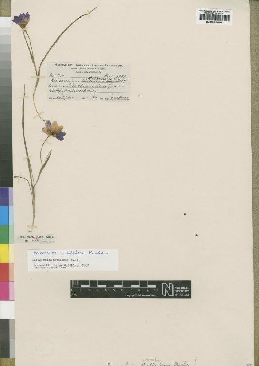 Geissorhiza monanthos Eckl. - BM000911958