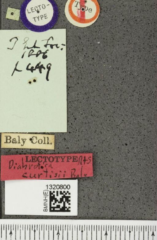 Paratriarius curtisii (Baly, 1886) - BMNHE_1320800_a_label_21396