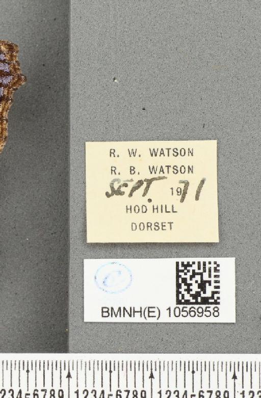 Aglais urticae ab. magnilunulata Raynor, 1909 - BMNHE_1056958_label_46646