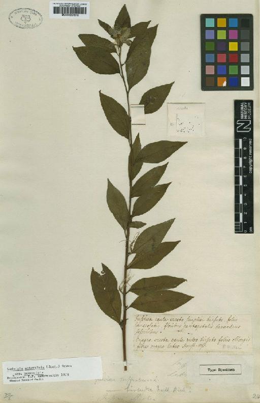 Ludwigia octovalvis subsp. octovalvis (Jacq.) P.H.Raven - BM000957916