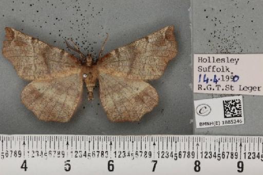 Selenia dentaria (Fabricius, 1775) - BMNHE_1885246_445109