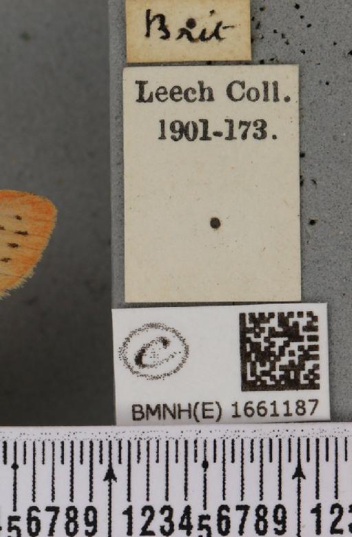 Miltochrista miniata (Forster, J.R., 1771) - BMNHE_1661187_label_283609