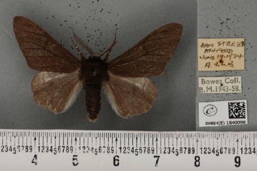 Biston betularia ab. carbonaria Jordan, 1869 - BMNHE_1840098_413092