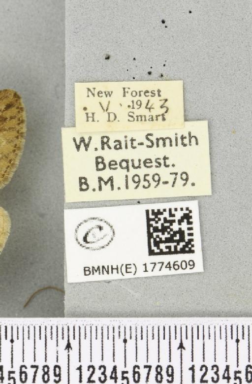 Thera obeliscata ab. herrichi Höfer, 1920 - BMNHE_1774609_label_338547