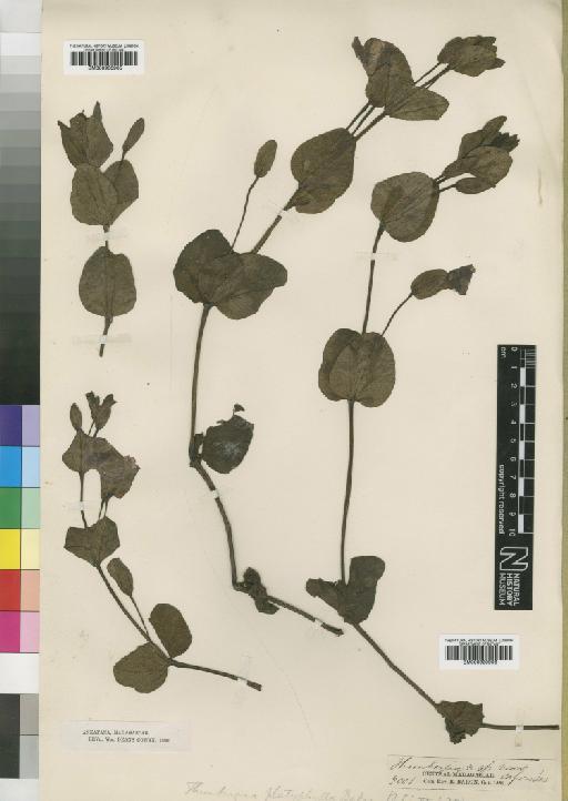Thunbergia platyphylla Baker - BM000930906