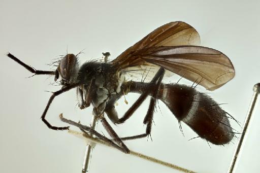 Cordyligaster fuscipennis (Macquart, 1851) - Cordyligaster fuscipennis female lateral