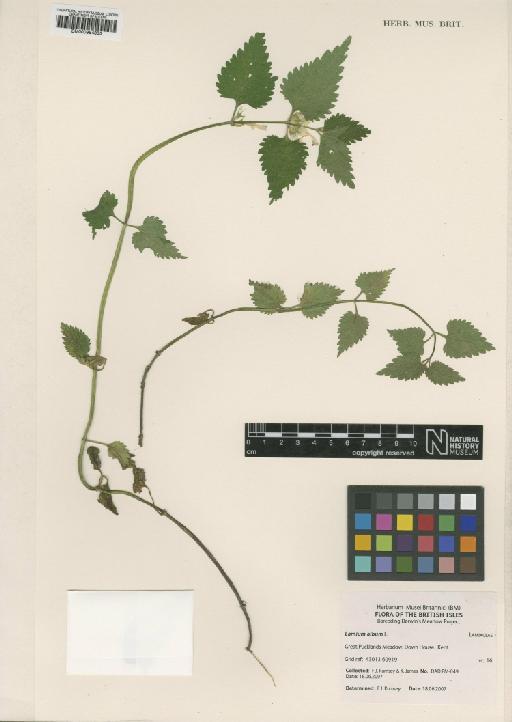 Lamium album L. - BM000954803