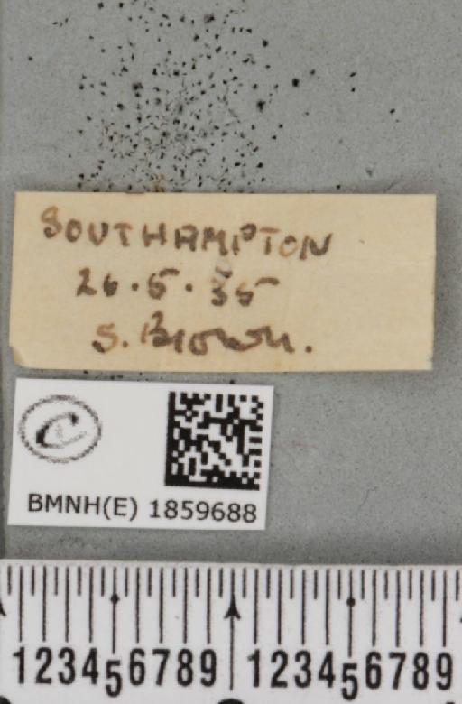 Pseudopanthera macularia (Linnaeus, 1758) - BMNHE_1859688_label_429984
