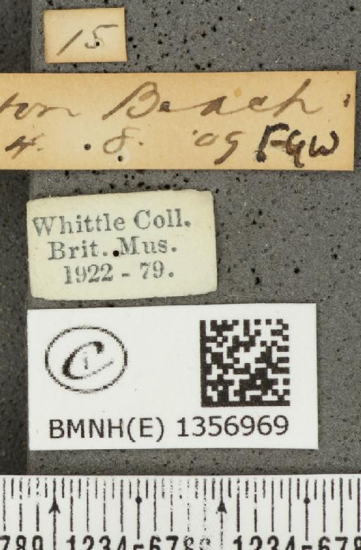 Thymelicus acteon (Rottemburg, 1775) - BMNHE_1356969_label_157021