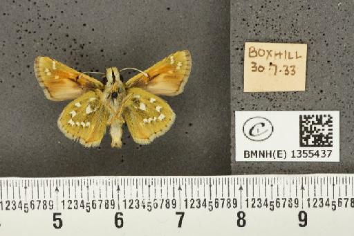 Hesperia comma (Linnaeus, 1758) - BMNHE_1355437_156688